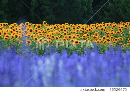 向日葵5217 向日葵5217 36526673