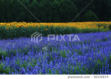 向日葵5218 36526674