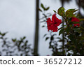 與明亮的紅色的木槿在昏暗的多雲天空 36527212