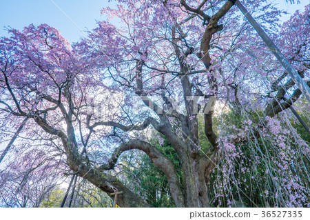 Koedue descent Jizo Zakura Fukushima 36527335
