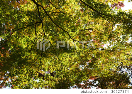 I went to Tanakura Castle Fort # 27 36527574