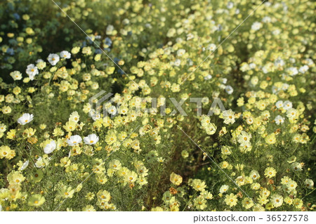  Cosmos field 36527578