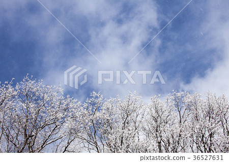 Wind flower dance, the blue sky comes out, the wind rises and the snow of the twig soars. 36527631