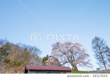 Kinomezawa Goto Shibata Sakura Fukushima 36527659