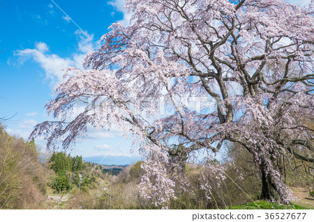 Kinomezawa Goto Shibata Sakura Fukushima 36527677