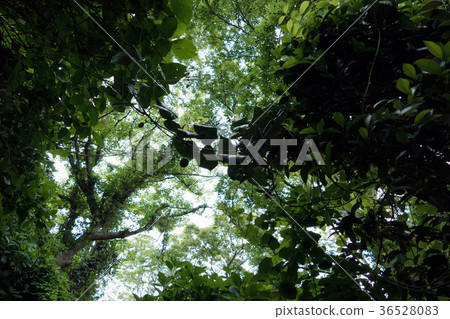 Deep woods Deep woods 36528083