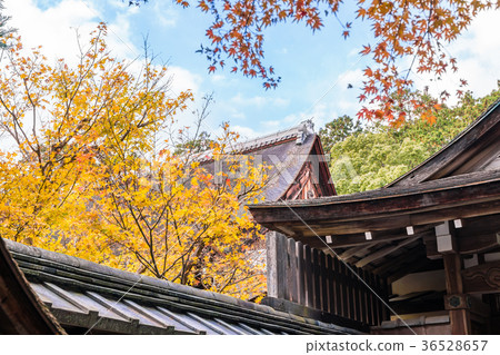 Autumn in Japan Kyoto Autumn leaves of Ryoanji 36528657