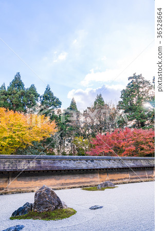 日本秋天京都Ryoanji石頭庭院和秋葉 日本秋天京都Ryoanji石頭庭院和秋葉 36528664