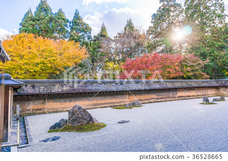 日本秋天京都Ryoanji石頭庭院和秋葉 36528665