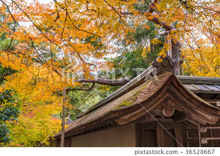 Autumn in Japan Kyoto Autumn leaves of Ryoanji Autumn in Japan Kyoto Autumn leaves of Ryoanji 36528667
