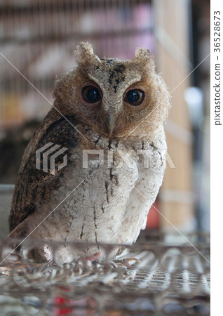 owl owl 36528673