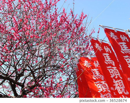 梅花和匾額 梅花和匾額 36528674