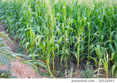 Corn field in early morning light in garden  36528943