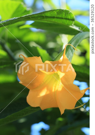 Dachura Dachura 36529120