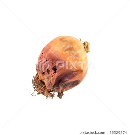 Rotten onion isolated on white background Rotten onion isolated on white background 36529274