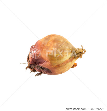 Rotten onion isolated on white background Rotten onion isolated on white background 36529275