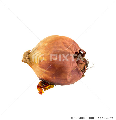 Rotten onion isolated on white background Rotten onion isolated on white background 36529276