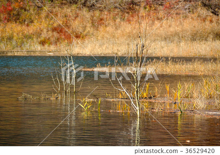 Late autumn Akifan lake Akita Late autumn Akifan lake Akita 36529420