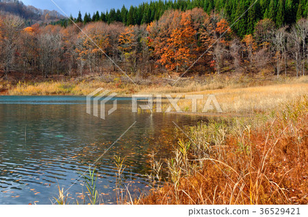Late autumn Akifan lake Akita 36529421