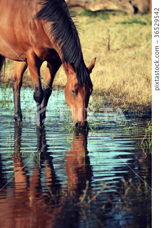 Brown horse drinking from watering hole Brown horse drinking from watering hole 36529542