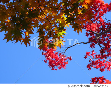紅色秋葉和藍天 紅色秋葉和藍天 36529547
