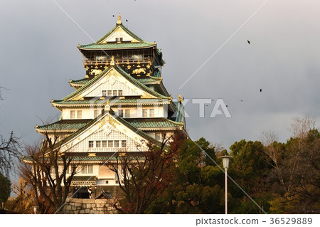 Osaka Castle Tenson 36529889