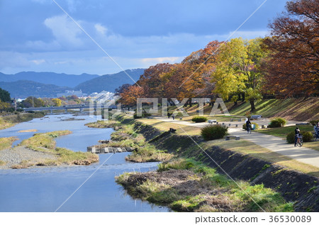 鴨川的秋天 鴨川的秋天 36530089