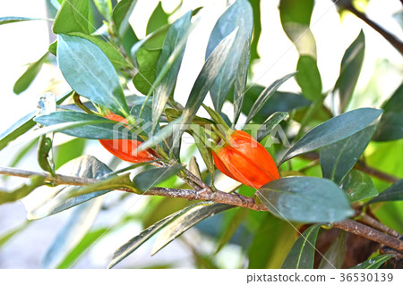 梔子果實（十二月） 36530139