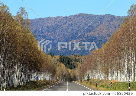 Hokkaido Kamishihoro Tokachi Mitsumata white birch trees 36530429