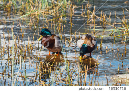 Mallard Ducks (Anas platyrhynchos) Mallard Ducks (Anas platyrhynchos) 36530716