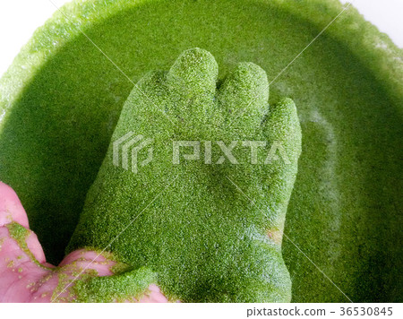 Wolffia globosa on hand. Wolffia globosa on hand. 36530845