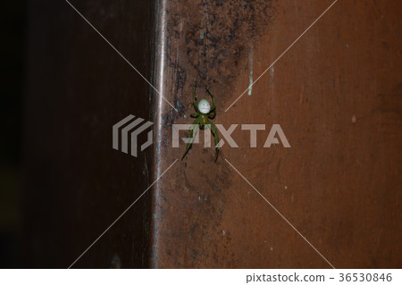 藍尾蜘蛛 藍尾蜘蛛 36530846