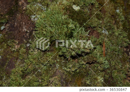 Moss Moss 36530847