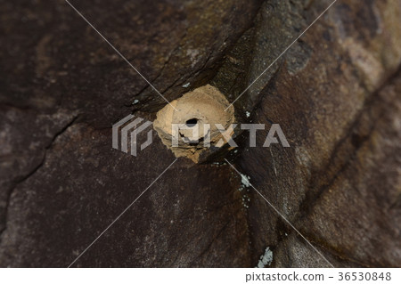 The nest of the wasps 36530848