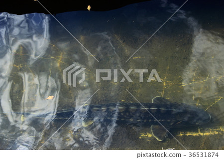 Sterlet in the water 36531874