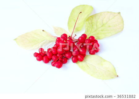 branch of red ripe schisandra isolated 36531882