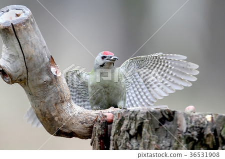 A male of grey woodpecker sits on a forest feeder A male of grey woodpecker sits on a forest feeder 36531908