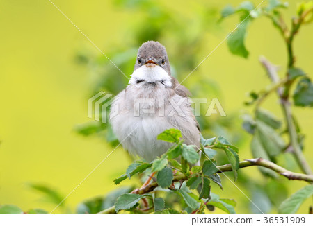 The common whitethroat (Sylvia communis) 36531909