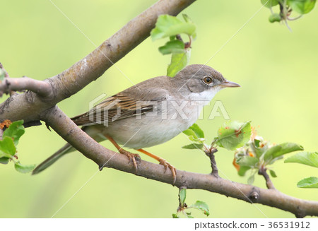 The common whitethroat (Sylvia communis) The common whitethroat (Sylvia communis) 36531912