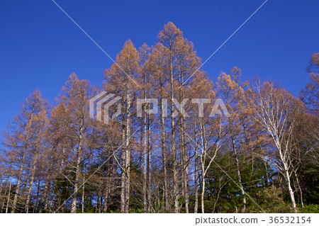 Yellow leaves of larch 36532154