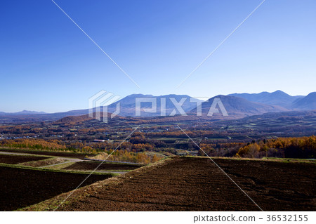 Larch yellow leaves in late autumn 36532155