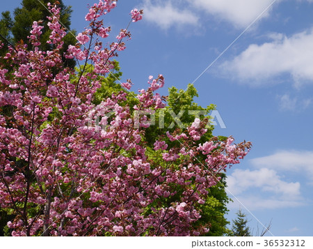 Spring scenery where fresh green and cherry blossoms and blue sky are beautiful Spring scenery where fresh green and cherry blossoms and blue sky are beautiful 36532312