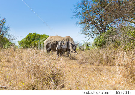 White rhinoceros with puppy, South Africa White rhinoceros with puppy, South Africa 36532313