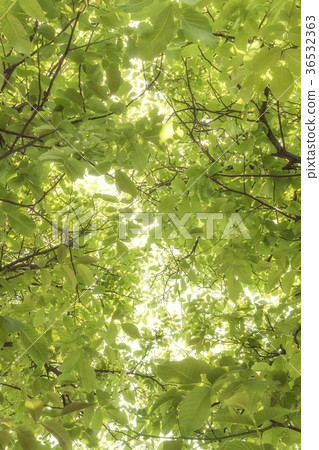 Sun shining through walnut tree leaves background 36532363