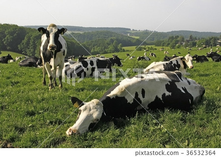 Cows in field pasture in south-west Germany. Cows in field pasture in south-west Germany. 36532364