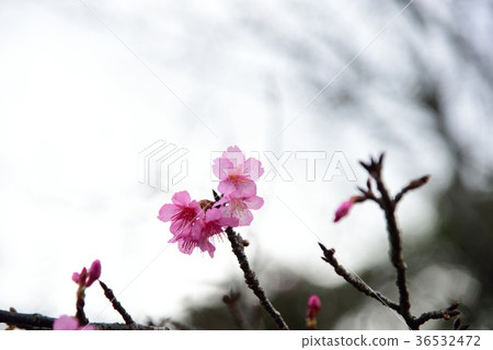 Hikanzakura 01 36532472