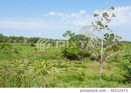 Panorama from Amazon rainforest, Brazilian region 36532473