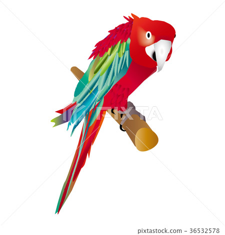 Parrot Parrot 36532578