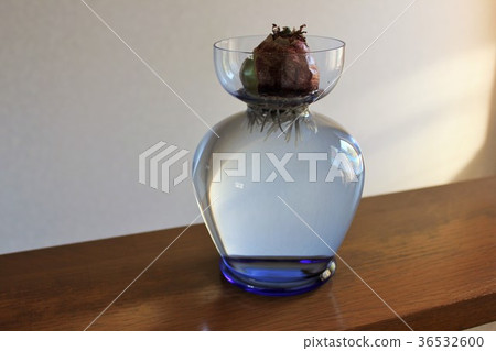 Hyacinth. ◯ ○ hydroponics ○ ◯. 36532600