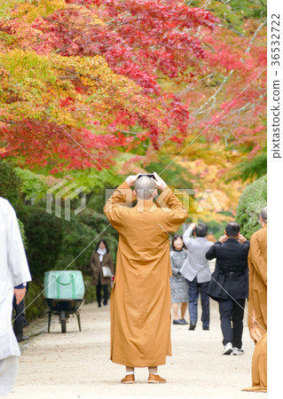 The autumn leaves and yellow leaves of Koyasan The autumn leaves and yellow leaves of Koyasan 36532722